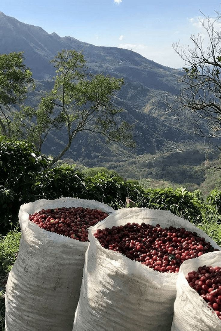 Guatemalan Huehuetanengo Lite